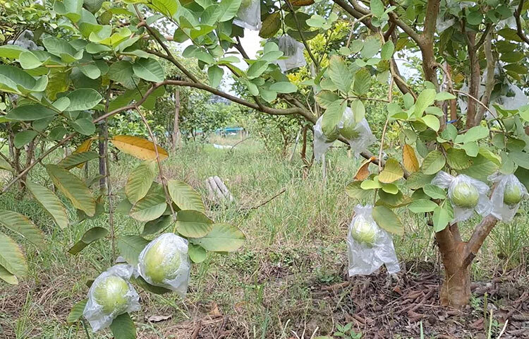 কৃষি বিভাগ জানায়, ২০১৫ সালের দিকে ফেনীতে কয়েকজন উদ্যোক্তা স্বল্প পরিসরে পেয়ারা আবাদ শুরু করেন। এতে ভালো ফলন পাওয়ায় বাণিজ্যিক আকারে আবাদ বাড়তে থাকে। ২০২০ সালে জেলায় ১১৭ হেক্টর জমিতে আবাদ হয়। সেখানে ফলন হয় ১ হাজার ৩০০ মেট্রিক টন। পেয়ারার পুষ্টিগুণ, স্বাদ ও ফলন ভালো হওয়ায় চলতি মৌসুমে পেয়ারা আবাদের পরিমাণ দাঁড়ায় ১৮০ হেক্টরে। যা থেকে অন্তত ২ হাজার মেট্রিক টন পেয়ারা পাওয়া যাবে।
