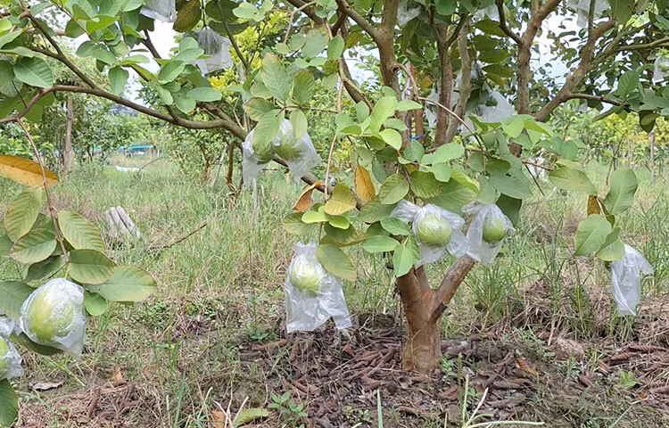 ফেনী জেলা কৃষি সম্প্রসারণ বিভাগের উপপরিচালক মোহাম্মদ আতিক উল্লাহ বলেন, ‘লাভজনক হওয়ায় ফেনীতে পেয়ারা বাগান বেড়েছে। জেলায় বর্তমানে ১৮০ হেক্টর জমিতে পেয়ারা বাগান আছে। এসব বাগান থেকে উৎপাদিত পেয়ারা ফেনী জেলার চাহিদা মিটিয়ে আশাপাশের জেলায়ও বাণিজ্যিকভাবে পাঠানো হচ্ছে।’