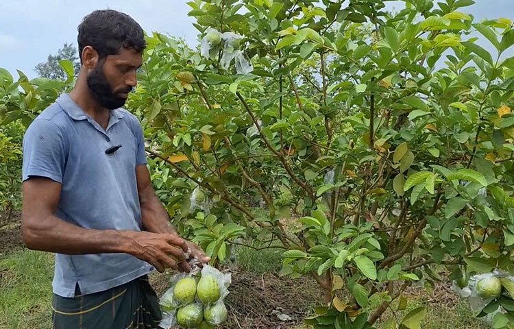 ফেনী সদর উপজেলা কৃষি কর্মকর্তা মো. মহি উদ্দিন বলেন, ‘পেয়ারা গাছ লাগানোর জন্য বেলে ও দোআঁশ মাটি সবচেয়ে বেশি উপযোগী। ফেনীর বিভিন্ন পতিত স্থানে এ মাটি থাকায় স্থানীয়রা বাণিজ্যিকভাবে বারোমাসি পেয়ারা গাছ লাগিয়ে ভালো ফলন পেয়েছেন। আমরা কৃষি বিভাগ থেকে উদ্যোক্তাদের প্রয়োজনীয় পরামর্শ ও সহযোগিতা দিয়ে আসছি।’