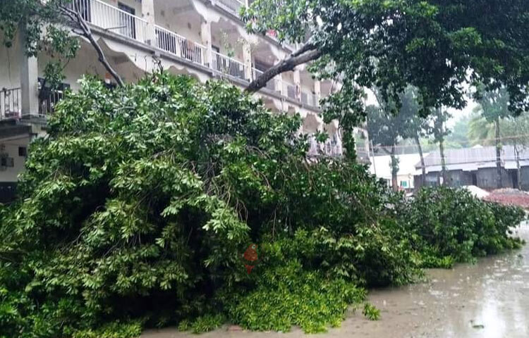 জেলার সব মহাসড়ক স্বাভাবিক রয়েছে। তবে গাছপালা ও গাছের ডাল ভেঙে অনেক গ্রামীণ সড়কে যান চলাচলে কিছুটা প্রতিবন্ধকতা সৃষ্টি হয়েছে। ছবি: এন কে বি নয়ন