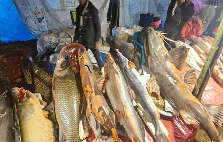 মৌলভীবাজারের শেরপুরে পৌষ-সংক্রান্তি ও নবান্ন উৎসব উপলক্ষে ঐতিহ্যবাহী শতবর্ষী ‘মাছের মেলা’ অনুষ্ঠিত হয়েছে। শতবর্ষী এই মাছের মেলা এখন এই অঞ্চলে মানুষের জন্য ঐতিহ্যের অংশ হয়ে মিশে আছে। ছবি: এম ইসলাম