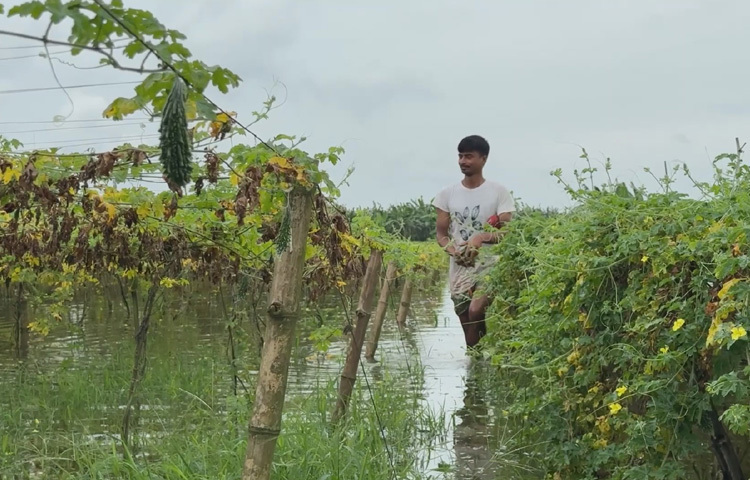 উজান থেকে নেমে আসা ঢলে পাবনায় পদ্মার পানি বেড়েই চলেছে। এতে তলিয়ে গেছে তিন উপজেলার বিস্তীর্ণ জমির ফসল। নষ্ট হয়েছে দেড় হাজার বিঘা জমির সবজি ও কলাক্ষেত। এদিকে বাজারে সরবরাহ কমায় লাফিয়ে লাফিয়ে বাড়ছে সবজির দাম। ছবি: জাগো নিউজ