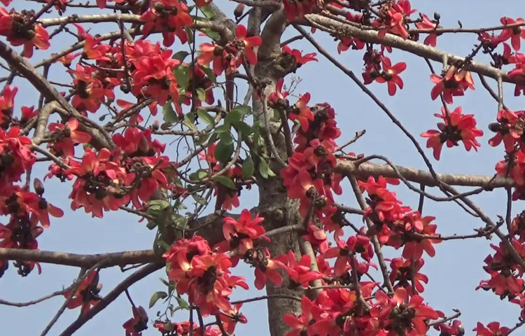 ষড়ঋতুর বাংলায় শীতের জরাজীর্ণতাকে ঝেড়ে অপরূপ রূপে প্রকৃতিকে সাজাতে আসছে ঋতুরাজ বসন্ত। তারই সংকেত দিতে ফুটেছে আগুনরাঙা লাল শিমুল ফুল। বসন্তের শুরুতেই শিমুল ফুলের স্বর্গীয় সৌন্দর্যে নান্দনিক হয়ে উঠেছে প্রকৃতি। ছবি: জাগো নিউজ