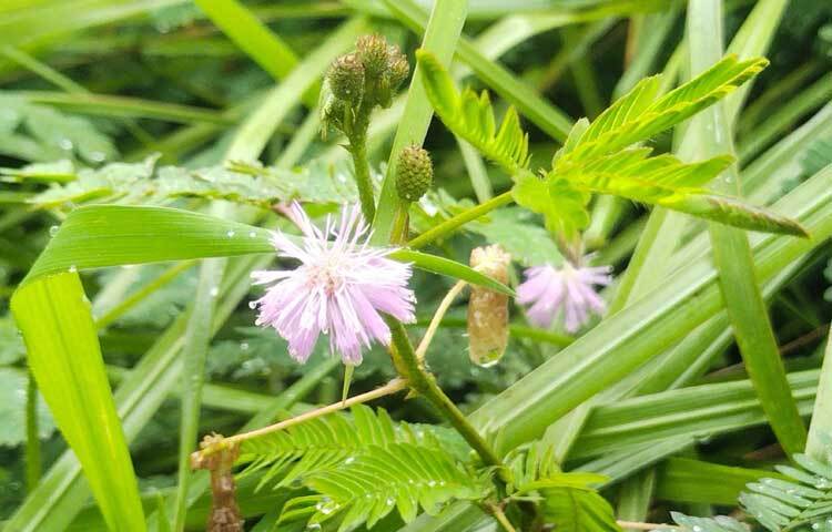 শুধু বাগানেই নয়, ফুল ফুটেছে সড়কের পাশে থাকা অবহেলিত গাছেও। ছবি: এম মাঈন উদ্দিন