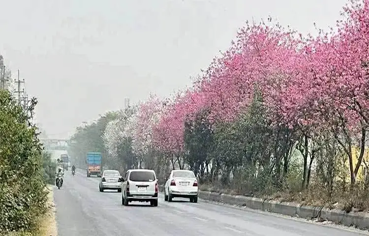 দু’ধারে ভাওয়ালের শাল গজারি বন। মাঝে সবুজের বুক চিরে বয়ে গেছে ঢাকা-ময়মনসিংহ মহাসড়ক। তীব্র গতিতে ছুটে চলছে বিভিন্ন যানবাহন। এরই মঝে সড়ক বিভাজকের মাঝখানে সাদা-গোলাপী ফুলের সৌন্দর্যে সেজেছে প্রকৃতি। যা পরিবহনের চালক, যাত্রী এবং সাধারণ মানুষের দৃষ্টি কাড়ছে।