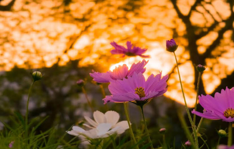 প্রতিদিন শিক্ষক-শিক্ষার্থী, কর্মকর্তা-কর্মচারীরা ক্যাম্পাসের এই সৌন্দর্য উপভোগ করছেন। মাঝে মাঝে কেউ সেলফি, কেউ গ্রুপ ছবি এবং কেউবা সবুজ প্রকৃতির সাথে মিশে থাকা ফুলের অপার সৌন্দর্য উপভোগ করছেন। ছবি: আল ইসলাম অপু