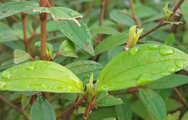 শীতের আগমনি বার্তায় শুরু হয়েছে শীতকালীন সবজিসহ গম, আলু চাষ। শীতের আগমনে এখানে সূর্য ওঠার পরও কুয়াশা এবং মিষ্টি শীতল বাতাস প্রাকৃতিক সৌন্দর্যে এক নতুন মাত্রা যোগ করে।