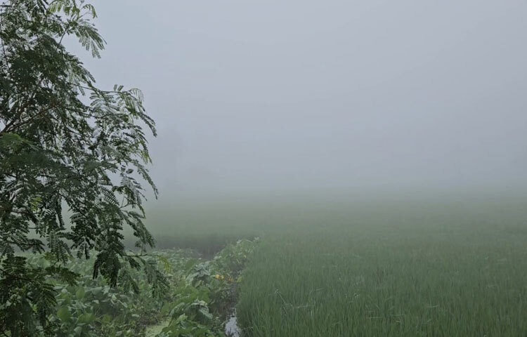 কয়েকদিন ধরে ভোরে জেলার তেঁতুলিয়া উপজেলাসহ বিভিন্ন এলাকায় ঘন কুয়াশা দেখা গেছে। সকাল ৭টা পর্যন্ত এসব এলাকার চারপাশ ঢেকে থাকে কুয়াশার আবরণে। তবে সকালের পর থেকে রোদের কারণে দিনে বেশ গরম অনুভূত হয়।
