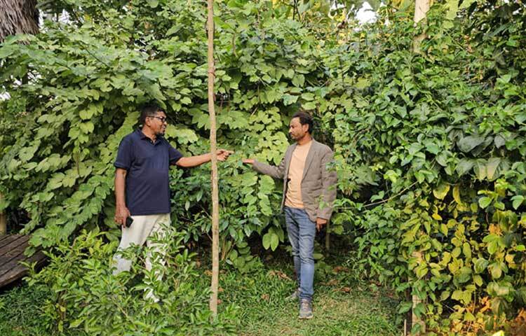 ১৫ মাস বয়সী ১৭ ফুট উচ্চতার বনটির দিকে দূর থেকে তাকালে মনে হবে যেন এটি এক যুগ পুরোনো অরণ্য।