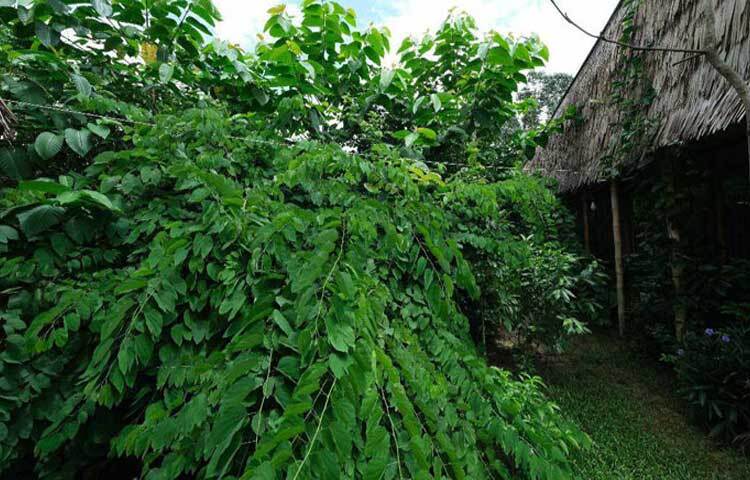 মিয়াওয়াকি বন ঘুরে দেখা যায়, সবুজের আবরণে সজ্জিত প্রকল্পটি যেন প্রকৃতির এক অপরূপ উপস্থাপনা।