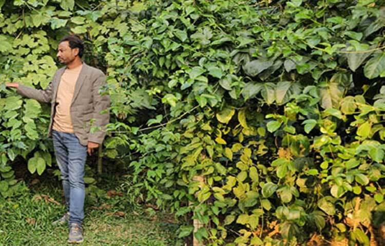 পরীক্ষামূলকভাবে উপজেলার জোরারগঞ্জ ইউনিয়নের সোনাপাহাড় এলাকায় ব্যক্তি উদ্যোগে তৈরি এ বন প্রকৃতিপ্রেমী ও গবেষকদের মাঝে সাড়া ফেলেছে। ‘প্রকল্প সোনাপাহাড়’ নামের এ উদ্যোগে সংশ্লিষ্টরা বলছেন, প্রকল্পটির সফল বাস্তবায়নে পরিবেশ সংরক্ষণের একটি টেকসই মডেল তৈরি হয়েছে।