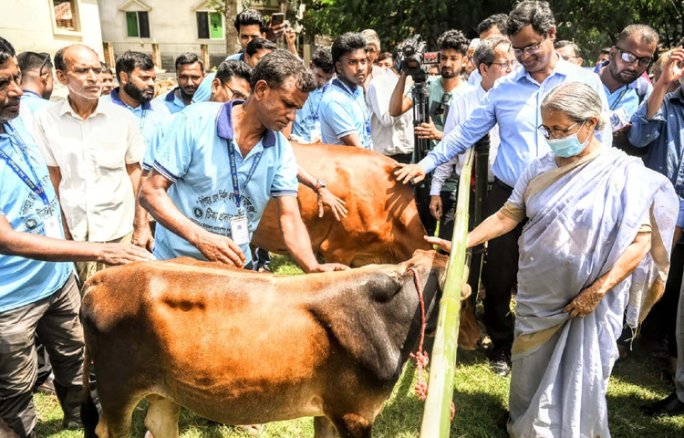 মানিকগঞ্জ পৌরসভার জয়নগর সরকারি প্রাথমিক বিদ্যালয় সংলগ্ন মাঠে নির্বাচিত চারটি জেলায় গবাদিপশুর ক্ষুরারোগের টিকা প্রদান কার্যক্রম উদ্বোধন করেন মৎস্য ও প্রাণিসম্পদ উপদেষ্টা ফরিদা আখতার। ছবি: পিআইডি