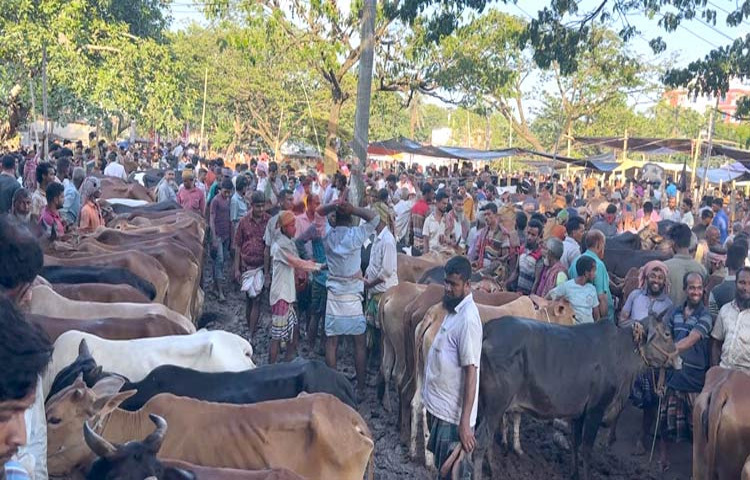 ফরিদপুরের সবচেয়ে বড় পশুর হাট ‘টেপাখোলা হাট’ বেশ জমে উঠেছে। ঈদ সামনে রেখে বড় এ হাটটি এখন জমজমাট। হাটে ব্যাপকহারে গরু এলেও ক্রেতার চেয়ে বিক্রেতা বেশি। বড় গরুর চাহিদা নেই, ক্রেতা কম, দাম কম। সবমিলিয়ে এবার গরুর হাটে পশু বেচাকেনা নিয়ে হতাশা বিরাজ করছে ব্যবসায়ী ও খামারিদের মাঝে। ছবি: এন কে বি নয়ন
