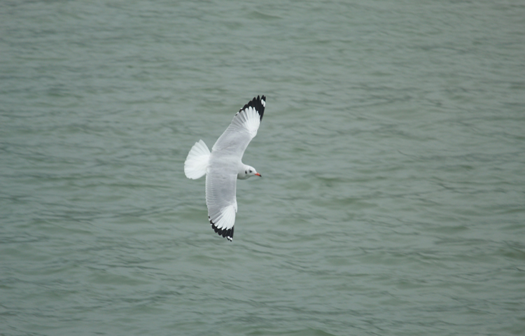 কক্সবাজার জেলার টেকনাফ জেটিঘাট থেকে পর্যটকবাহী জাহাজ ছাড়ার পর থেকে প্রায় আড়াই থেকে তিন ঘণ্টা সময় লাগে সেন্টমার্টিন পৌঁছতে। জাহাজে অবস্থানকালে একজন পর্যটকের পুরোটা সময়ের সঙ্গী হয় এসব গাঙচিল। ছবি: খায়রুল বাশার আশিক