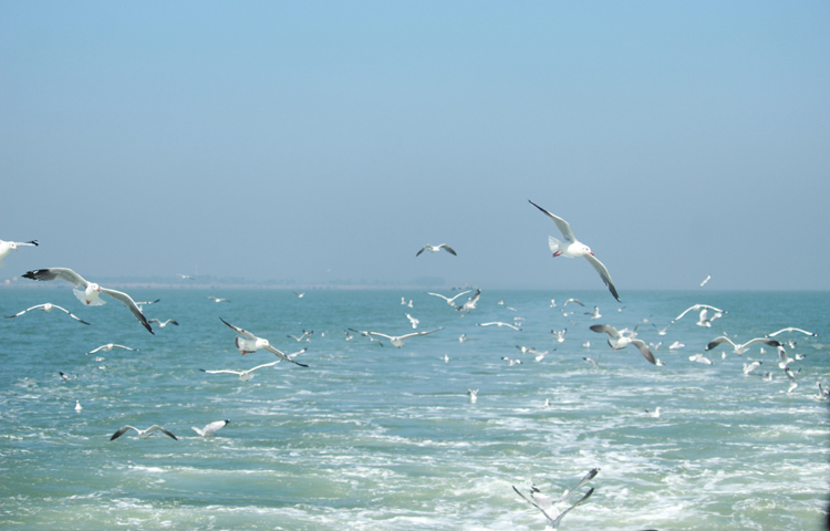 নাফ নদীর গাঙচিলের এমন অবাধ মিছিল, যে কোনো পর্যটকের মন ভরিয়ে তুলবে খুব সহজেই। ছবি: খায়রুল বাশার আশিক