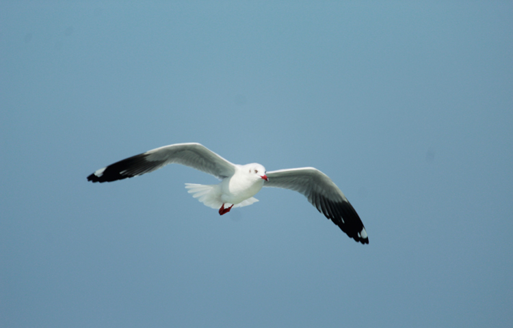 গাঙচিলের মাথা-বুক ও পেটে ছাই রঙের ছোপ ছোপ দাগ দেখা যায়। শরীরের পালকের রং সাদা। তবে একেবারে সাদা রঙের গাঙচিলও চোখে পড়ে। গাঙচিলের চোখ খুব স্বচ্ছ। এদের ঠোঁট এবং পায়ের রং লাল। ছবি: খায়রুল বাশার আশিক