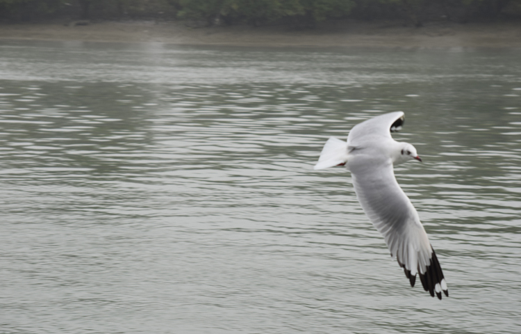 গাঙচিলের ডানা অনেক লম্বা। ডানার অগ্রভাগে কালো রঙের বেশ বড় কিছু পালক রয়েছে। পানিতে সাঁতার কাটার সক্ষমতা থাকলেও এরা ডানায় ভর করে দীর্ঘসময় উড়ে চলতে পছন্দ করে। ছবি: খায়রুল বাশার আশিক