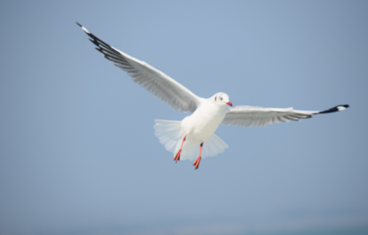 চরম ঢেউয়ের মধ্যেও এরা ছোট ছোট ভাসমান মাছ পানি থেকে খপ করে ধরে ফেলে। সেই মাছটাকে নিজের ঠোঁটে চেপে ধরে উড়ে চলে যায় নিজ গন্তব্যে। ছবি: খায়রুল বাশার আশিক