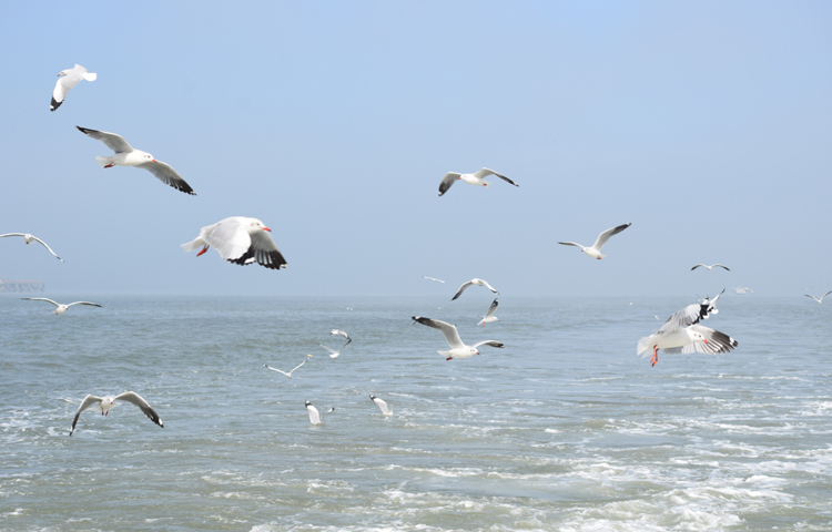 পর্যটকদের ছুঁড়ে দেওয়া খাবার খেতেই ওরা জাহাজের কাছে ছুটে আসে। অবশ্য পরিবেশ অধিদপ্তরের দেওয়া নির্দেশনায় পাখিদের প্রাকৃতিক খাবার ব্যতীত অন্য খাবার দেওয়া থেকে বিরত থাকার কথা বলা হয়েছে। কারণ এসব খাবার পাখিদের জীবন নাশের অন্যতম কারণ হতে পারে। ছবি: খায়রুল বাশার আশিক