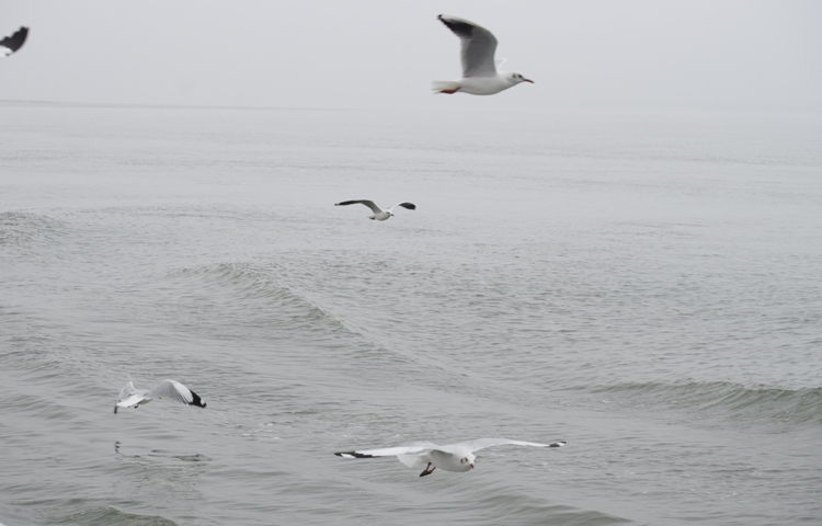 দুধে আলতা রঙের সাদা পালকের এসব গাঙচিলের দিকে তাকালে মনে হবে, ওরা যেন প্রাকৃতিক ভালোবাসার নিষ্পাপ হাতছানি দিচ্ছে। ছবি: খায়রুল বাশার আশিক