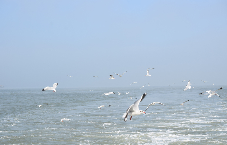 নাফ নদী একটি সীমানাও বটে। এর এক তীরে মিয়ানমার ও অপর তীরে বাংলাদেশ। তবে এই পাখিরা জানে না এরা বাংলাদেশের নাকি মিয়ানমারের। ছবি: খায়রুল বাশার আশিক