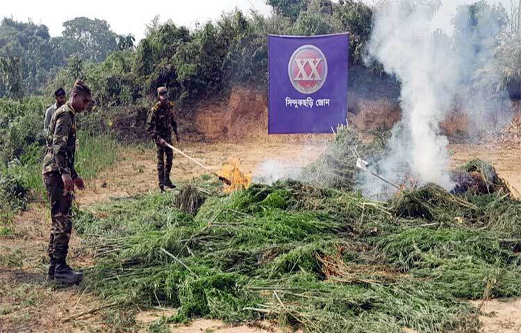 পার্বত্য খাগড়াছড়ির গুইমারায় দুই একর পাহাড়ি জমিতে চাষ করা গাঁজা ধ্বংস করেছেন সেনা সদস্যরা। ছবি: মুজিবুর রহমান ভূঁইয়া