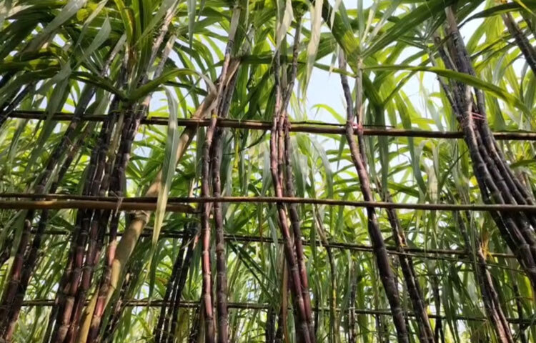 মোক্তারপুর ব্লকের উপসহকারী কৃষি কর্মকর্তা আজিজুর রহমান রুবেল বলেন, ‘মাসুদ কৃষি অফিসের পরামর্শ নিয়ে কাজ করছেন। তার সফলতা দেখে অন্যরা উদ্বুদ্ধ হচ্ছেন।’