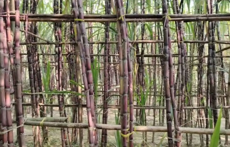 ফিলিপাইনের এ জাতের আখ চিনি বা গুড় তৈরির জন্য নয় বরং এটি খাওয়ার উপযোগী। দেখতে কালো-খয়েরি হলেও খেতে বেশ মিষ্টি ও রসালো।