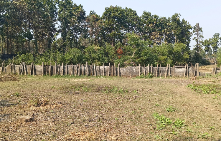 সম্প্রতি গাজীপুরের বঙ্গবন্ধু শেখ মুজিব সাফারি পার্কের আতঙ্ক হয়ে উঠেছে জলহস্তী। জলহস্তীর বেষ্টনীটি জরাজীর্ণ হয়ে পড়ায় গত কয়েকমাস ধরেই মাঝে মধ্যেই বেড়িয়ে পড়ে জলহস্তীরা। এরপর পার্কের বিভিন্ন জায়গায় আক্রমণ চালায়। এই জলদানবের আক্রমণে এরই মধ্যে আহত হয়েছেন পার্কের ভারপ্রাপ্ত কর্মকর্তাসহ কয়েকজন কর্মচারী। ছবি: আমিনুল ইসলাম