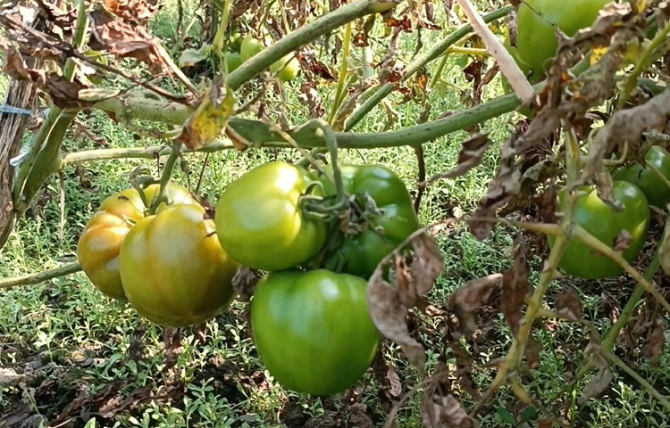 এরই মধ্যে লক্ষাধিক টাকার টমেটো বিক্রি করেছেন তিনি। উন্নত জাত, সঠিক পরিচর্যা ও কৃষি অফিসের আন্তরিকতা থাকলে কৃষকের ভাগ্য বদলাতে পারে এমন প্রত্যাশা তার। ছবি: আব্দুর রহমান আরমান