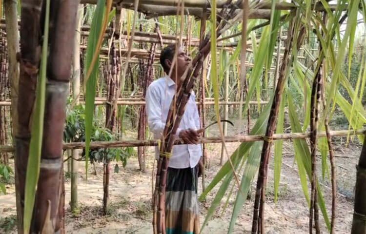 দেশীয় আখের তুলনায় এটি অনেক নরম হওয়ায় সরাসরি চিবিয়ে খাওয়ার জন্য খুব জনপ্রিয়। মাসুদ জানান, একবার বীজ রোপণ করলে তিন-চার বছর ধরে ফলন পাওয়া যায়।