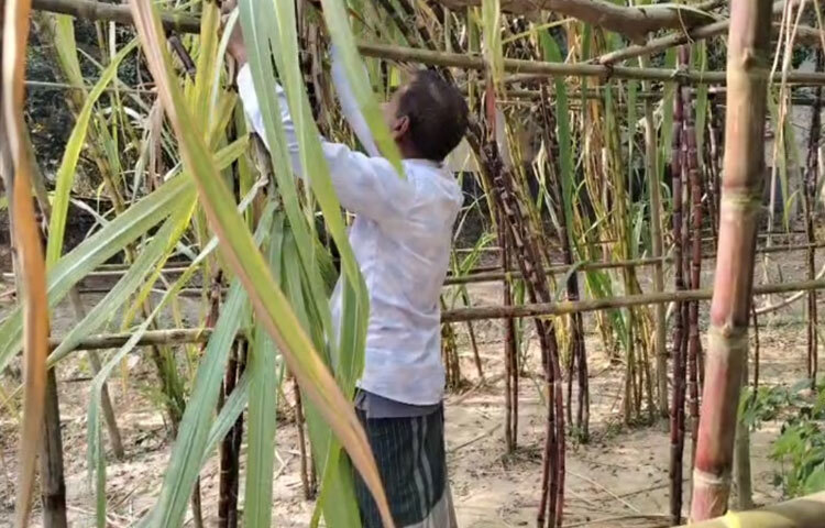 মাসুদের এ উদ্যোগ এখন আশপাশের অনেক কৃষককে আগ্রহী করে তুলেছে। উপজেলা কৃষি অফিস জানায়, এ বছর কালীগঞ্জে প্রায় ১ হেক্টর জমিতে এ আখ চাষ হয়েছে।