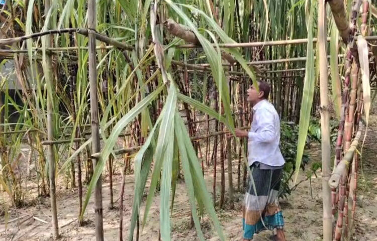 উপসহকারী উদ্ভিদ সংরক্ষণ কর্মকর্তা মো. আক্তারুজ্জামান বলেন, ‘এ জাতের আখ নরম ও মিষ্টি হওয়ায় কিছু পোকামাকড়ের সমস্যা হয়, বিশেষ করে মাজরা পোকার। আমরা নিয়মিত তদারকি করছি এবং প্রয়োজনীয় নির্দেশনা দিচ্ছি।’