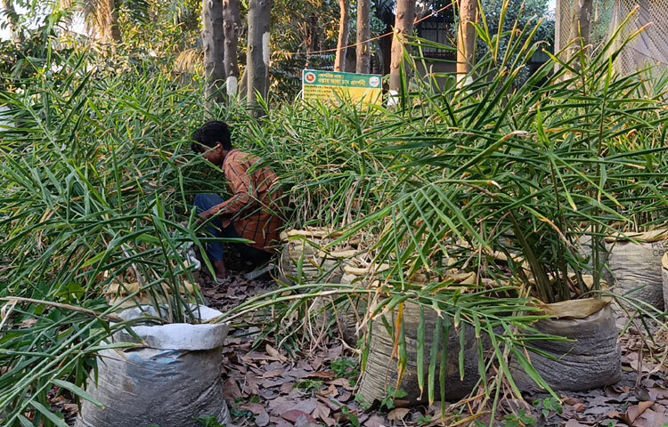 নারায়ণগঞ্জ শহরের গার্মেন্টস ব্যবসায়ী মিজানুর রহমান টুলু। তিনি অনেকদিন ধরেই গার্মেন্টস ব্যবসার সঙ্গে জড়িত। তিনি তার গার্মেন্টসের পাশে পতিত জায়গায় একটি বাগান গড়ে তুলেছেন। সেই বাগানের একটি অংশে বস্তায় আদা চাষ করছেন। তিনি বলেন, ‌‘আমার অনেক দিন ধরেই বাগানের অভিজ্ঞতা আছে। একদিন ইউটিউবে দেখলাম বস্তায় আদা চাষ হচ্ছে। তখন কৃষি অফিসারকে বললাম, আমি বস্তায় আদা চাষ করতে চাই। তিনি আমাকে সহযোগিতা করলেন। প্রথম ৩০ বস্তায় আদা চাষ করলাম এবং বাম্পার ফলন হলো। এবার আমি ১০০ বস্তায় আদা চাষ করছি। যদি এবার ভালো হয় তাহলে সামনের বছর বাণিজ্যিকভাবে ৫০০ বস্তায় চাষ করবো।’
