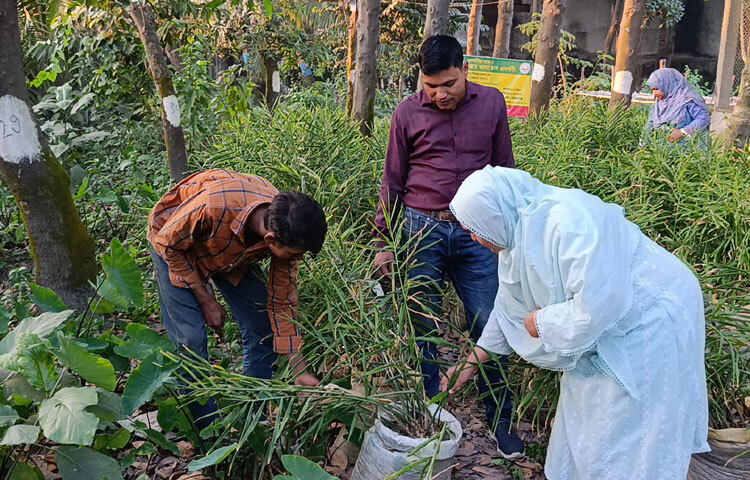 নারায়ণগঞ্জ সদর উপজেলা কৃষি অফিসার মাহমুদা হাসনাত বলেন, ‘আমাদের উপজেলায় আদা চাষ জনপ্রিয় হয়ে উঠেছে। এর সুবিধা হচ্ছে আদা ছায়াযুক্ত স্থানে হয়। সহজেই স্থানান্তর করা যায়। বাইরে থেকে মাটি এনে চাষ করা যায়। খুব বেশি জায়গারও প্রয়োজন হয় না। অল্প খরচেই করা যায়। বাসার ছাদেও চাষ করা যায়। এর মধ্য দিয়ে মসলা জাতীয় ফসলের চাহিদা পূরণ হয়। এটি স্বাস্থসম্মত নিরাপদ খাদ্য। পারিবারিক পুষ্টি চাহিদা সহজেই পূরণ করা যায়।’