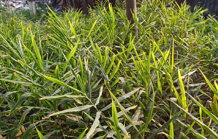 নারায়ণগঞ্জ সদর উপজেলা কৃষি সম্প্রসারণ অফিসার শম্পা ইসলাম নওরিন বলেন, ‘শহরে যেহেতু কৃষিজমির পরিমাণ কম। তাই বস্তায় আদা চাষের মাধ্যমে মসলা জাতীয় ফসলের সম্প্রসারণ করার চেষ্টা করা হচ্ছে। এটা লাভজনক পদ্ধতি। অল্প জায়গায় আদা চাষ করা যাবে। প্রতি বস্তায় প্রায় কেজি পরিমাণ আদা চাষ করা যায়। একটি পরিবারের চাহিদা সহজেই পূরণ করা যায়। খুব বেশি ব্যবস্থাপনার প্রয়োজন হয় না।’