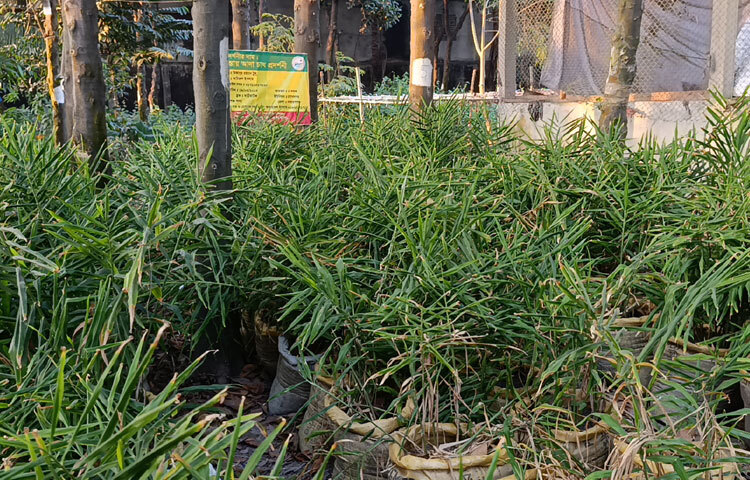 নারায়ণগঞ্জ সদর উপজেলা কৃষি সম্প্রসারণ অধিদপ্তর বলছে, বস্তায় আদা চাষের খরচ অনেক কম। বস্তাপ্রতি ৫০-৬০ টাকা খরচ করে প্রায় ১ থেকে দেড় কেজি আদা পাওয়া যায়। যার মাধ্যমে একটি পরিবার কয়েকটি বস্তায় আদা চাষ করে সহজেই পরিবারের চাহিদা মেটাতে পারে। এর জন্য তেমন খরচ হয় না। যদি কেউ বাণিজ্যিকভাবে চাষ করতে চান; সেক্ষেত্রেও খুব বেশি কষ্ট করতে হবে না।