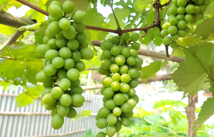 চারা লাগানোর ১০ মাস পর তার বাগানে আসতে থাকে মিষ্টি ফল। পরে ৩০ শতাংশ জমিতে পরীক্ষামূলকভা‌বে আঙুর চাষ শুরু করেন। এতে তিনি ৫০ জাতের আঙুরগাছ রোপণ করেন।