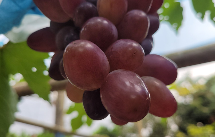 মিজানুর রহমান জানান, তার বাবা জলিল মিয়া ২০২২ সালে ভারতে ঘুরতে গিয়ে শখের বশে প্রথমে দুই জাতের ১০টি আঙুরের চারা নিয়ে আসেন। সেগুলো নিজের জমিতে রোপণ করেন।