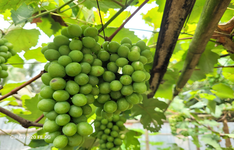 সম্প্রতি তিনি স্বল্প প‌রিমা‌ণে সবুজ আঙুর প্রতি কেজি ২৫০-৩০০ টাকা দরে বিক্রি করেছেন। এসব আঙ্গুর স্থানীয়রা কিনছেন।