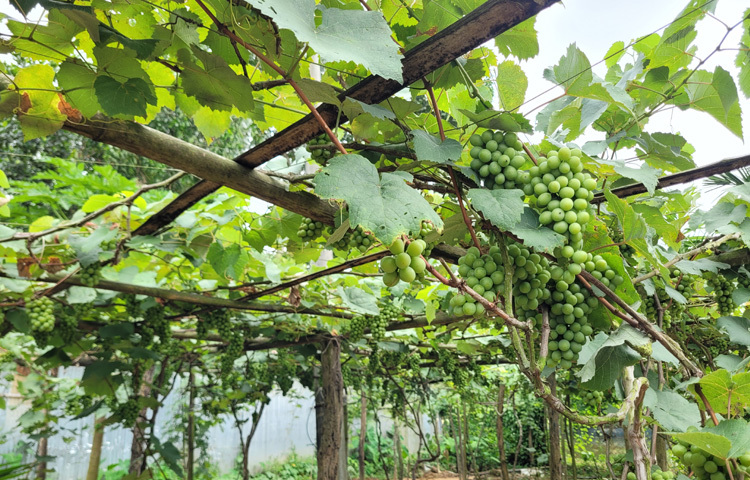 মিজানুরের বাগানে বর্তমানে ১৫০টি গাছ আছে। এর মধ্যে ৫০টি গাছে ফল এসেছে। ২০‌টি গাছে ১০ থে‌কে ১২ কেজি করে ফল ধরেছে। বা‌কি গাছগু‌লোর বয়স কম থাকায় দেড় থে‌কে দুই কে‌জি ক‌রে ফল এসে‌ছে।