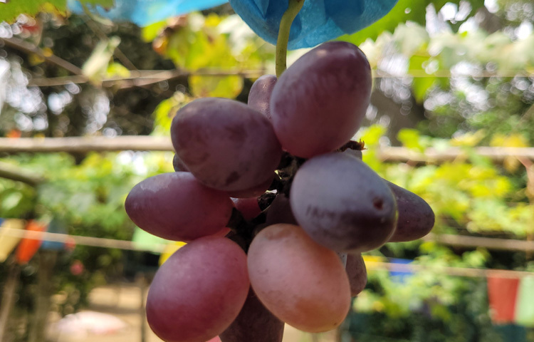 আগামী‌ দিনে নতুন ক‌রে আরও বড় আকা‌রে তিনি আঙুর চাষের পরিকল্পনা করছেন। এতে কৃষি কার্যালয় থে‌কে তাকে নিয়মিত পরামর্শ সেবা দেয়া হ‌চ্ছে। এছাড়াও নতুন কোনো উদ্যোক্তা চাইলে, আমরা তাদের পাশে পরামর্শ সেবা দিয়ে সহায়তা করবো।