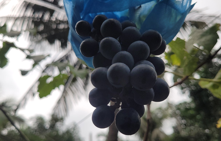 মিজানুরের সফলতা দেখে এলাকার অনেকে আঙুর চাষে আগ্রহী হচ্ছেন। প্রতিদিন বিভিন্ন স্থান থেকে মিজানুরের আঙুরবাগান দেখতে আসেন অনেকে। কেউ কেউ মিজানুর রহমানের কাছে পরামর্শ নিচ্ছেন।