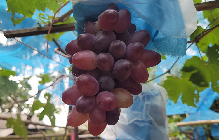 জেলা কৃষি সম্প্রসারণ অধিদপ্তরের উপ পরিচালক মো. সাখওয়াত হোসেন বলেন, আমরা আঙ্গুর বাগান পরিদর্শন করেছি। মিজানুর রহমান দুই বছর ধ‌রে প‌রীক্ষামূলকভা‌বে আঙুর চাষ কর‌ছেন।