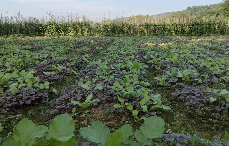 উপজেলার বিভিন্ন কৃষি জমিতে ৬৬০ হেক্টর শিম, ৫০ হেক্টর জমিতে লাল শাক, ৬৫ হেক্টর জমিতে মিষ্টি কুমড়া, ৯০ হেক্টর জমিতে লাউ, পালং শাক, মুলা শাক, বেগুন, টমেটো, বাঁধাকপি, ফুলকপি, বরবটিসহ বিভিন্ন শীতকালীন সবজির চারা রোপণ করা হয়েছে। বেশি সবজি চাষ হয় দুর্গাপুর, খৈয়াছড়া ও ওয়াহেদপুর ইউনিয়নে।
