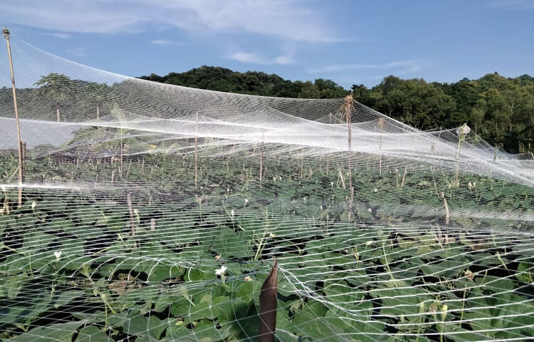 খৈয়াছড়া ইউনিয়নের দায়িত্বে থাকা উপ-সহকারী মোহাম্মদ শাহাজান বলেন, ‘আমার এরিয়ার প্রায় সব কৃষক আমন ধান চাষের পাশাপাশি শীতকালীন সবজি চাষ করেছেন। অনেকে আগাম খিরা চাষ করে বেশ লাভবান হচ্ছেন। এখানে প্রায় অর্ধশত কৃষক আগাম শীতকালীন সবজি চাষ করে থাকেন।’