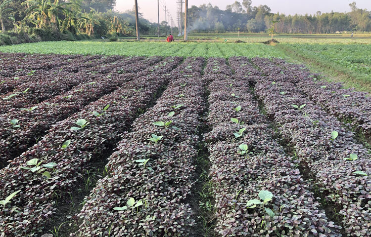 রবি মৌসুমের শীতকালীন সবজি নিয়ে কৃষকদের বিভিন্ন কর্মব্যস্ততা দেখা গেছে। কেউ ক্ষেতে সবজি তোলা নিয়ে ব্যস্ত সময় পার করছেন। কেউ কীটনাশক স্প্রে করছেন। কেউবা জমির আগাছা পরিষ্কার করছেন।