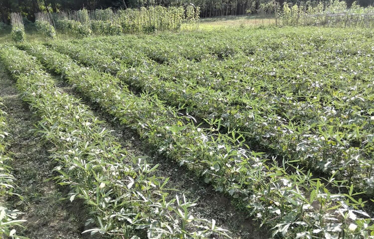 মিরসরাই উপজেলা কৃষি কর্মকর্তা প্রতাপ চন্দ্র রায় বলেন, ‌‘উপজেলার ১৬টি ইউনিয়ন ও দুটি পৌরসভায় ১২০০ হেক্টর জমিতে শীতকালীন সবজি চাষ হয়েছে। কৃষকেরা শীতকালীন সবজি চাষে ব্যস্ত। কৃষি বিভাগের কর্মকর্তারা সব সময় পরামর্শ দিয়ে যাচ্ছেন। এখনো এখানকার সবজি পুরোপুরি বাজারে আসেনি। আবহাওয়া অনুকূলে ও বাজার দর ভালো থাকলে শীতকালীন সবজি চাষে বেশ লাভবান হওয়া যাবে।’