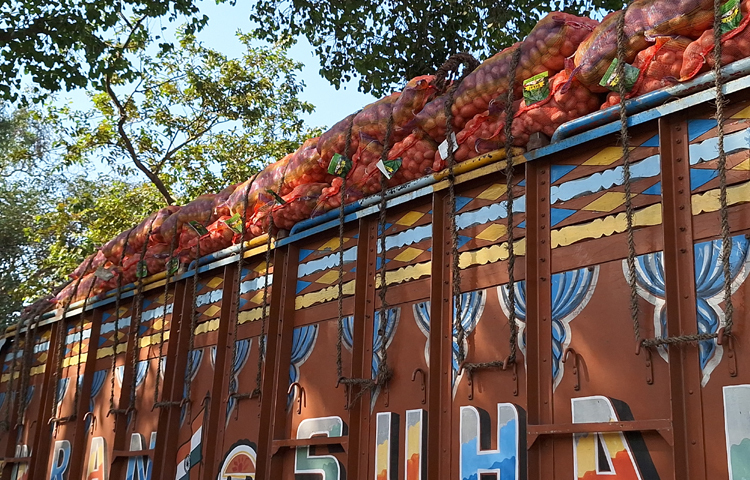 হিলি স্থলবন্দর দিয়ে আমদানি করা ৩০ মেট্রিক টন নাসিক জাতের ভারতীয় পেঁয়াজ বিক্রি করতে না পেরে বিপাকে ব্যবসায়ীরা। ছবি: মো. মাহাবুর রহমান