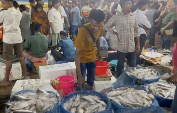 মেলায় ১ কেজি ওজনের ইলিশ বিক্রি হয় ২ হাজার থেকে ২২০০ টাকায়, ৫০০ গ্রাম সাইজের ইলিশ বিক্রি হয় কেজিপ্রতি ৮০০ থেকে ১০০০ টাকায়, আর ২৫০ গ্রাম ওজনের ইলিশ বিক্রি হয় ৫৫০ থেকে ৬০০ টাকায়।